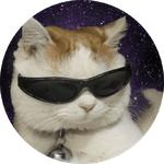cats in space
