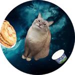 cats in space