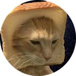 cats in space