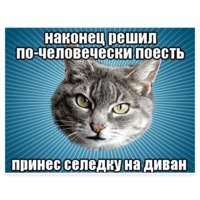 Мемы с котом