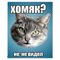 Мемы с котом