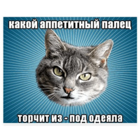 Мемы с котом