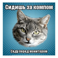 Мемы с котом
