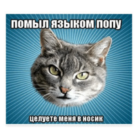 Мемы с котом