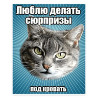 Мемы с котом