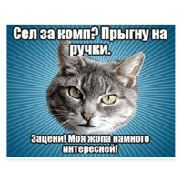 Мемы с котом