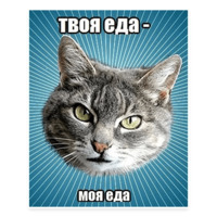 Мемы с котом