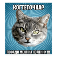 Мемы с котом