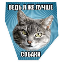 Мемы с котом