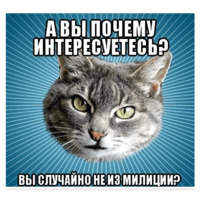 Мемы с котом
