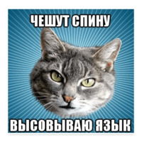 Мемы с котом