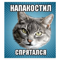 Мемы с котом