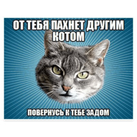 Мемы с котом