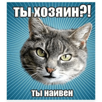 Мемы с котом