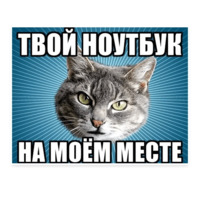 Мемы с котом