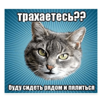 Мемы с котом