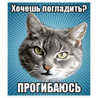 Мемы с котом