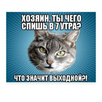 Мемы с котом