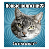 Мемы с котом