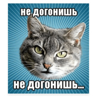 Мемы с котом