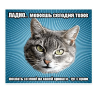 Мемы с котом