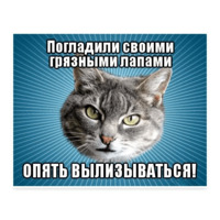Мемы с котом