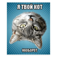 Мемы с котом