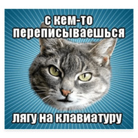 Мемы с котом
