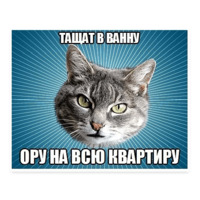 Мемы с котом