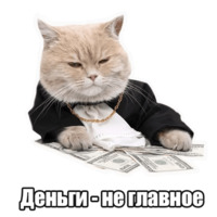 Мысли котов