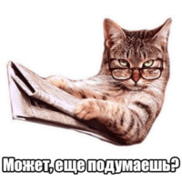 Мысли котов