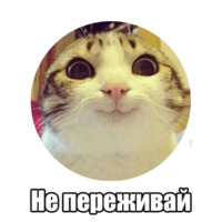 Мысли котов