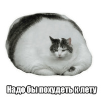 Мысли котов