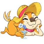Chihuahua Chica