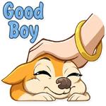 Chihuahua Chica
