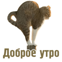 Комичные животные