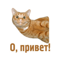 Комичные животные
