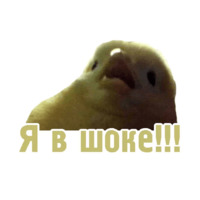 Комичные животные
