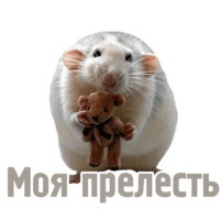 Комичные животные