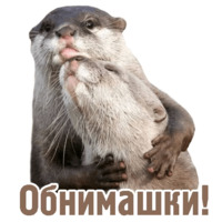 Комичные животные