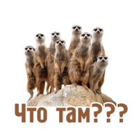 Комичные животные