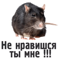 Комичные животные