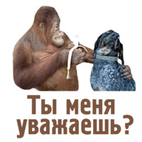 Комичные животные