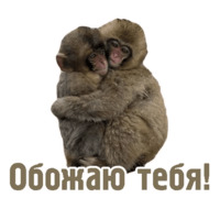 Комичные животные