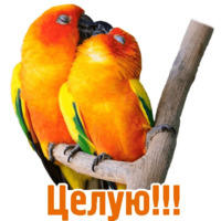 Комичные животные