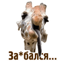 Комичные животные