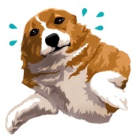 Милый корги