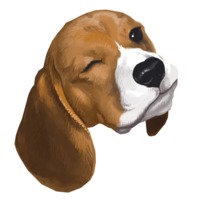 Милый корги