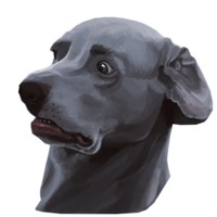 Милый корги