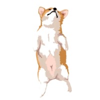 Милый корги
